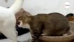 Cat bites another feline; what happens next leaves everyone in hysterics (video)