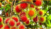 20 Propiedades Nutritivas del Rambutan para la Mujer