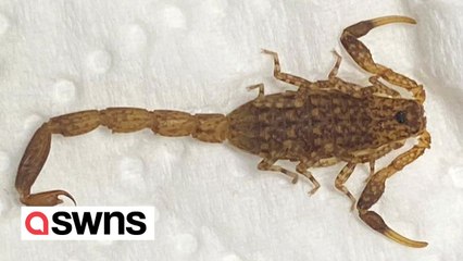 Family's shock after discovering live scorpion in their home