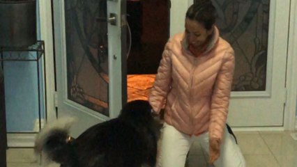 Super cute dog is excited to reunite with its human mommy again *Heartwarming Reunion*