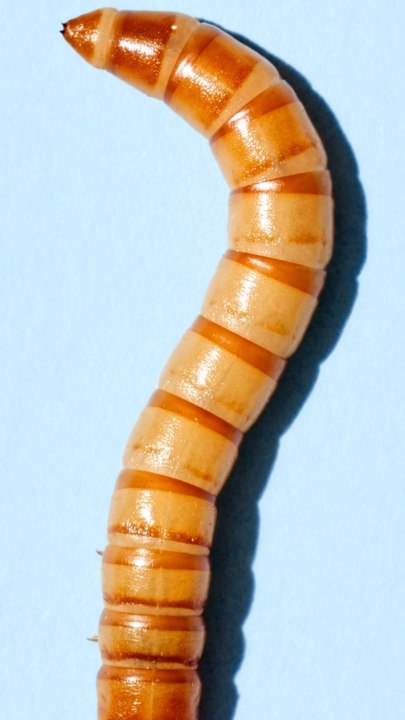 CAM - Les incroyables ruses des parasites !
