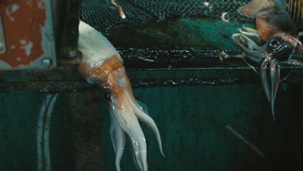 Squid Fleet: The Brutal Lives of China’s Industrial Fishermen