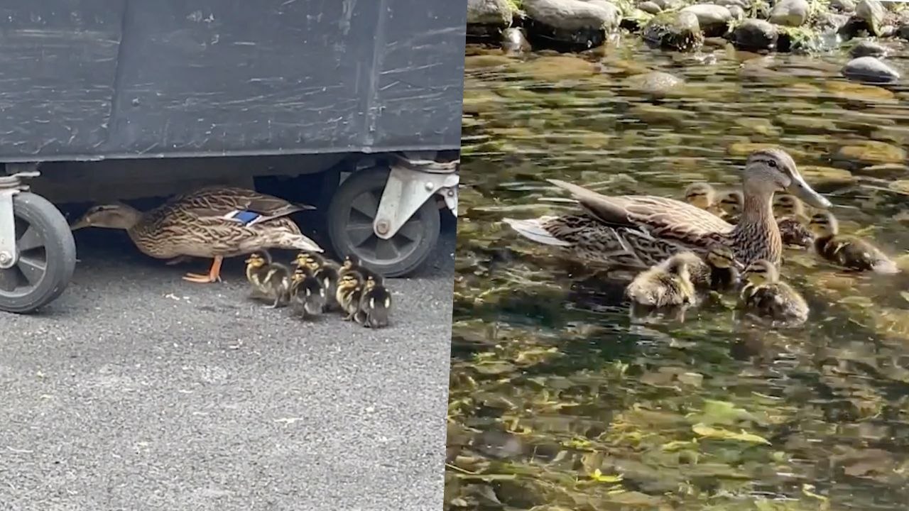 Friends Help Ducklings Find Their Way Home | Wild-ish TV