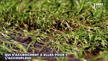 Cette grenouille adopte une stratégie radicale pour éviter l’accouplement