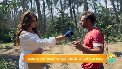 خطوة بخطوة وعملي لأول مرة.. شاهد حصاد البلح في ريف دهشور