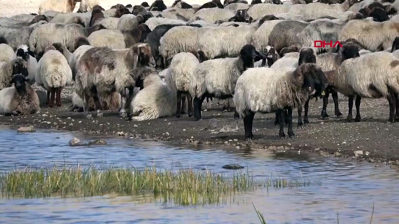Le voyage de retour des nomades a commencé en été