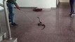 अनूपपुर: कन्या शिक्षा परिसर हॉस्टल में निकला कोबरा सांप, मची अफरातफरी