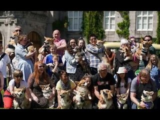 Oltre SETTANTA corgi si riuniscono a Balmoral per celebrare il Giubileo di Platino - "Un sacco di la