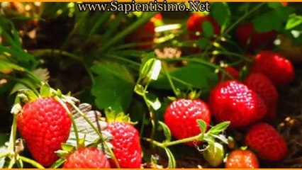 20 Alimentos Más Ricos en Dopamina