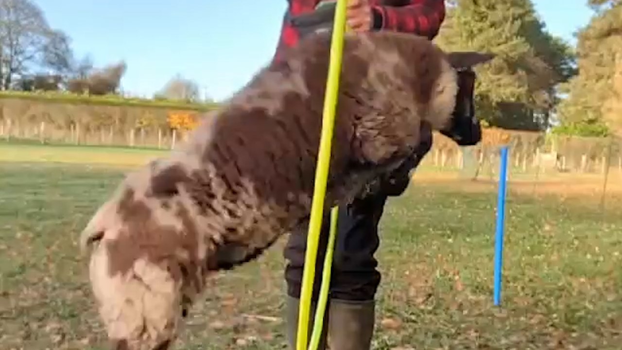 Talented Sheep Does Cool Tricks!