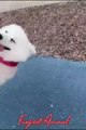 Funny dogs coughing//Dog was going mad