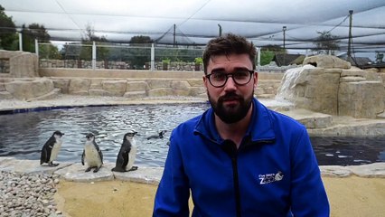 8 New Penguins at Five Sisters Zoo