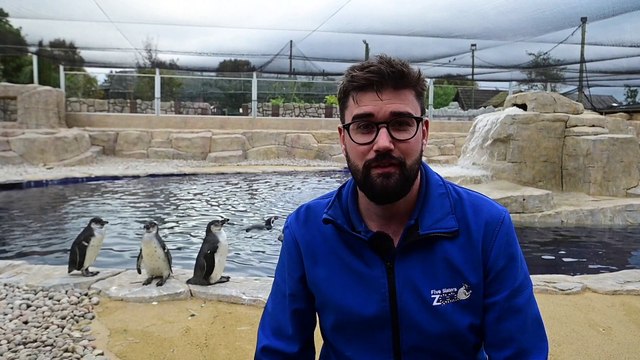 8 New Penguins at Five Sisters Zoo