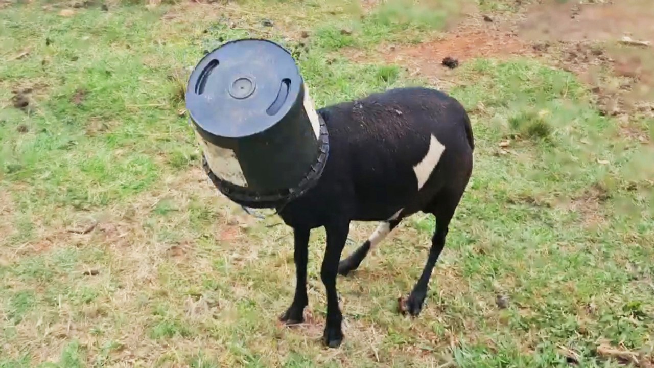 Man Helps Goat With a Bucket Stuck on His Head video Dailymotion