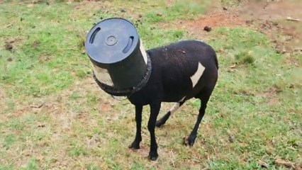 Man Helps Goat With a Bucket Stuck on His Head
