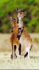 Tải video: Kangaroo Mom Embraces Her Baby