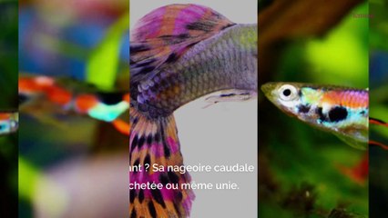 5 bonnes raisons d’adopter des guppys comme premiers poissons