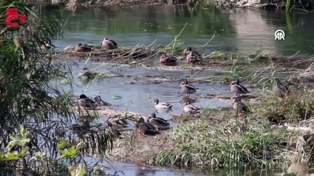 Kızılırmak Deltası Kuş Cenneti'ndeki yeşilbaş ördekler görüntülendi