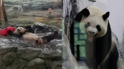 Pandas Splash About to Cool Off!