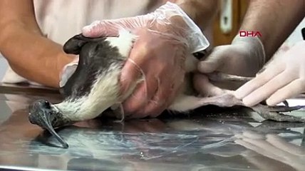 Ayağı kırılan saman boyunlu ibis kuşu, fizik tedavi sonunda sağlığına kavuştu