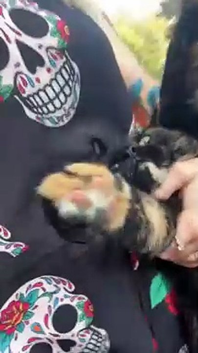 Escaped Chonker Gets Brought Back Inside