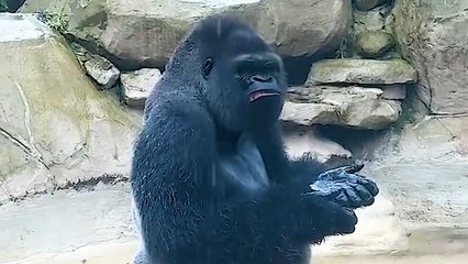 This Gorilla Loves Playing in the Rain