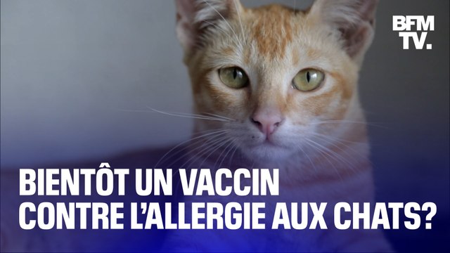 Bientôt un vaccin contre l’allergie aux chats?