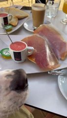 Pide unas tostadas con jamón en un bar de Madrid y lo que le llega se vuelve viral