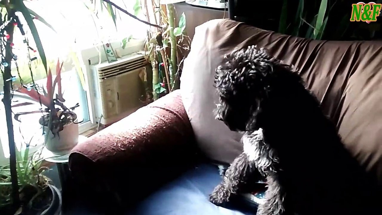 Funniest Cats VS Dogs Videos 3
