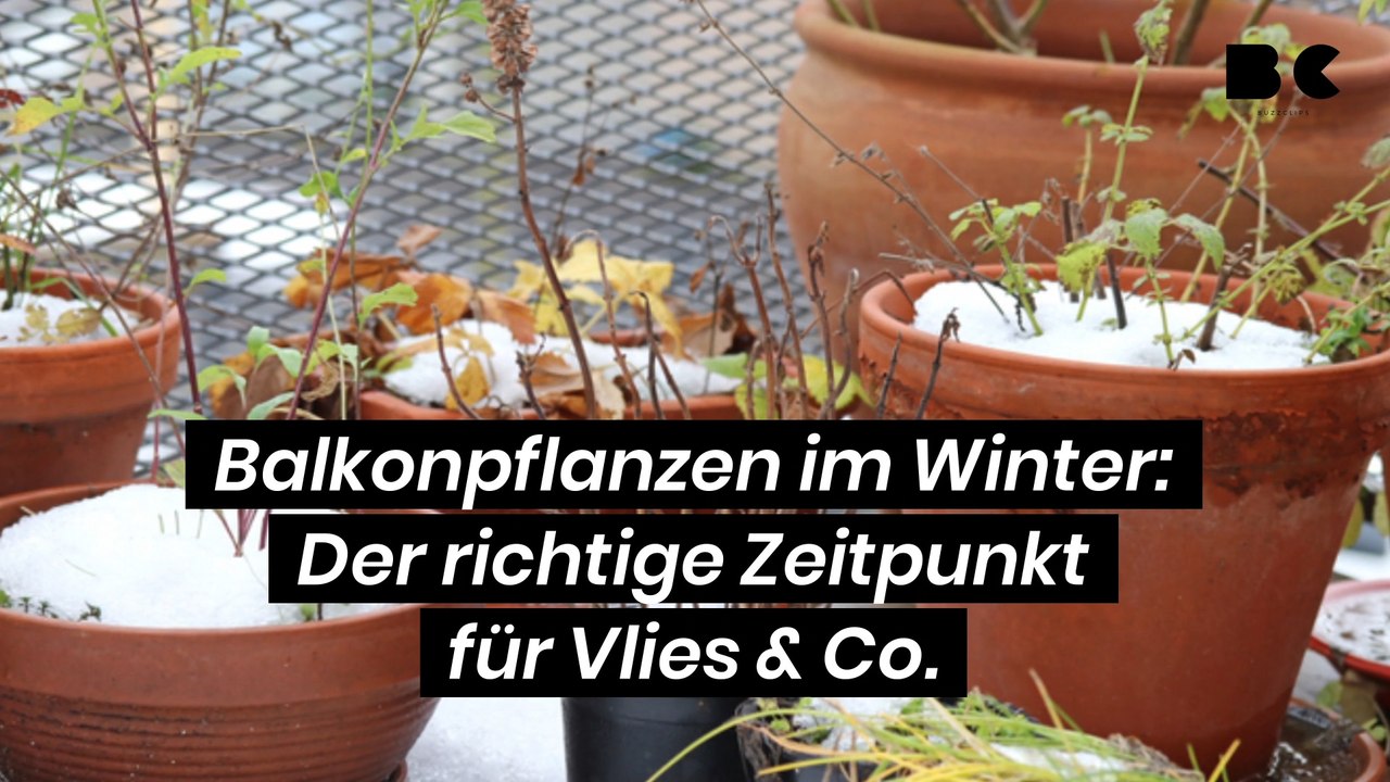 Balkonpflanzen im Winter: Der richtige Zeitpunkt für Vlies & Co.