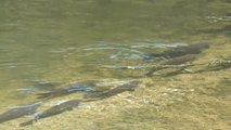 La sequía obliga al ayuntamiento de Girona a trasladar a los peces del río Oñar a otro con más agua