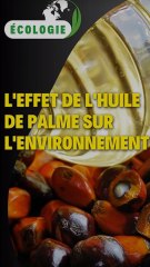 L'effet de l'huile de palme sur l'environnement