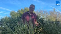 Roland Motte, jardinier : les graminées, des variétés infinies mais toutes faciles à vivre