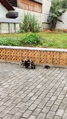 This Possum Mom Has Her Work Cut Out For Her