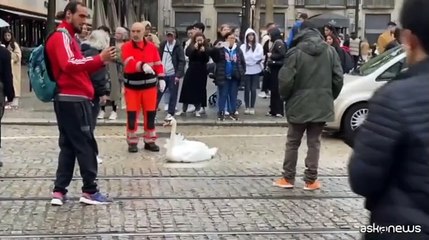 下载视频: Un cigno blocca il traffico nel centro di Amsterdam