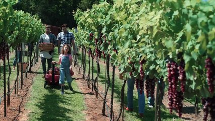 Un bonheur à récolter Bande-annonce (EN)