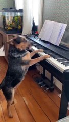 Pup Is A Piano Prodigy