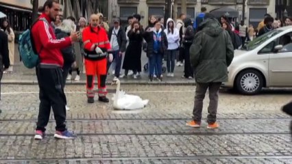 Un cigno blocca il traffico nel centro di Amsterdam