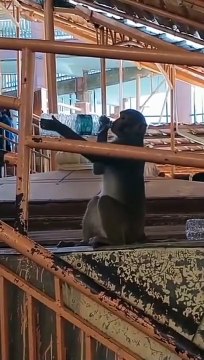 तीर्थ यात्री के हाथ से बोतल छीनकर बंदर पी गया पानी, वायरल हो रहा वीडियो