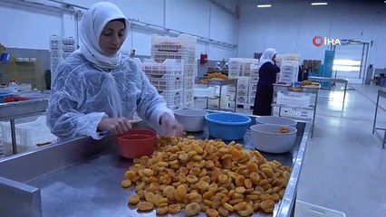 Président du MTB Özcan : Les abricots arrivent sur les tables après un processus méticuleux