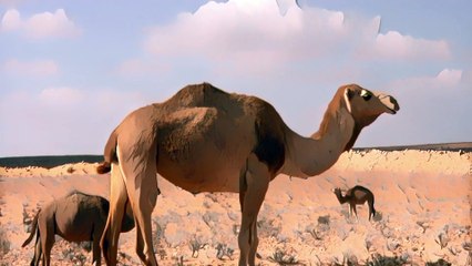 1 HOUR of Funny Camels