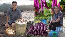 FULL VIDEO: 60 days Harvesting sweet fruits and agricultural products to sell in the market