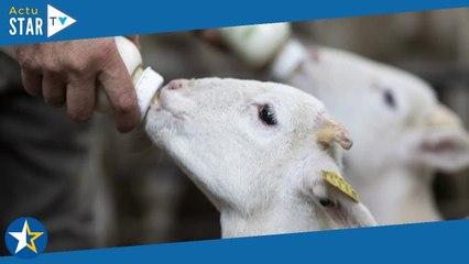Familles d'agriculteurs, L'amour est dans le pré, Aidons nos fermes... Pourquoi l'agriculteur est de