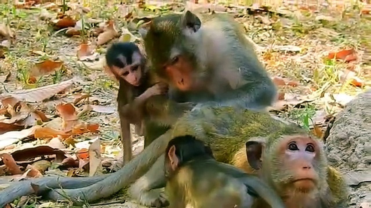 Monkey baby Alba and monkey Anna.... P16