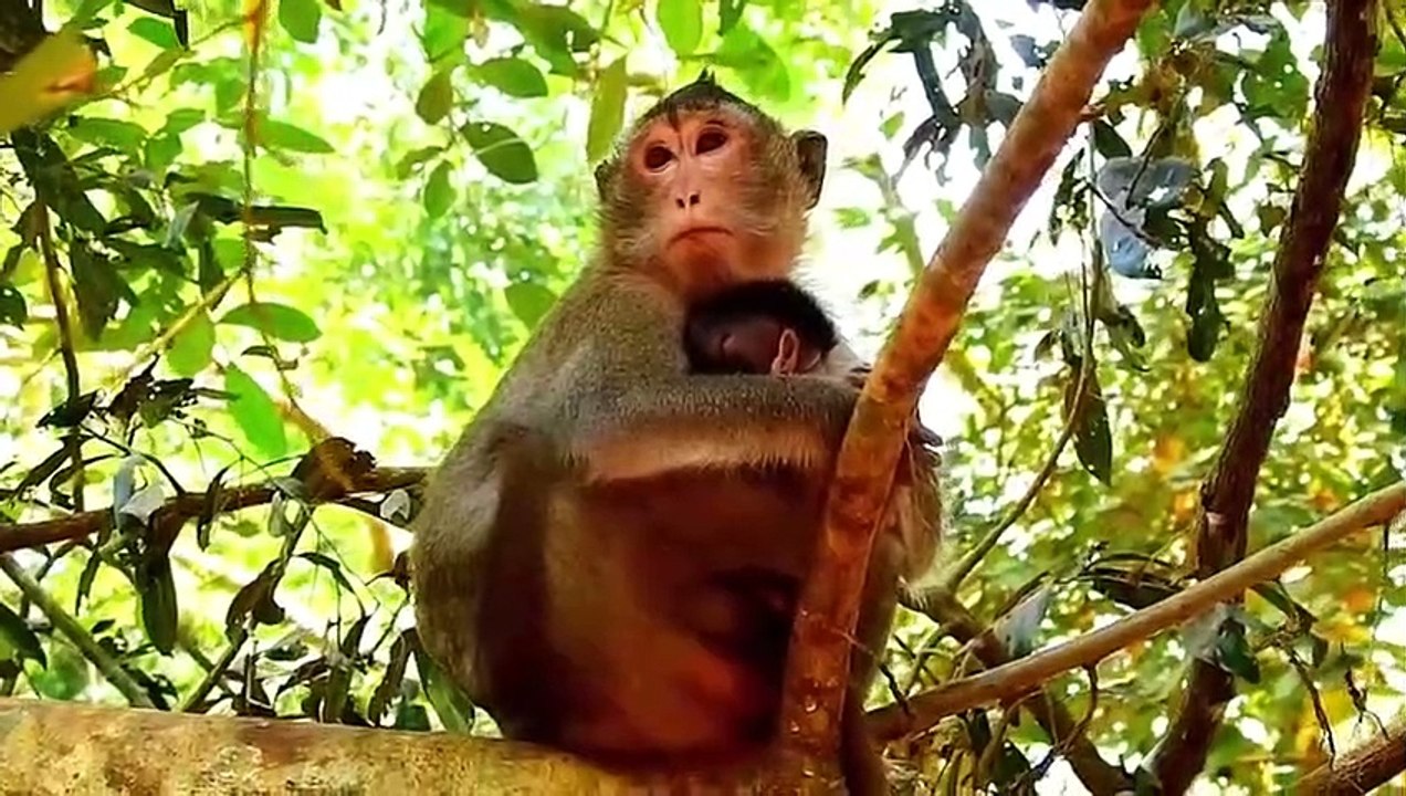 Monkey baby Alba and monkey Anna.... P22