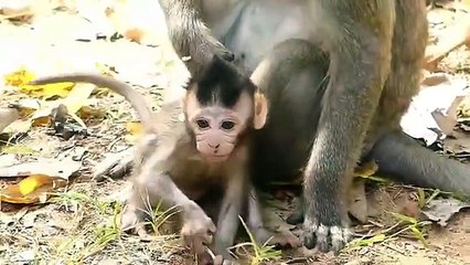 Monkey baby Vikki and baby Viola... P3