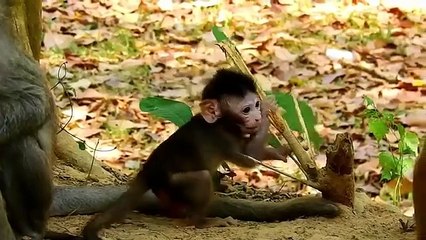 Monkey baby Vikki and baby Viola... P4