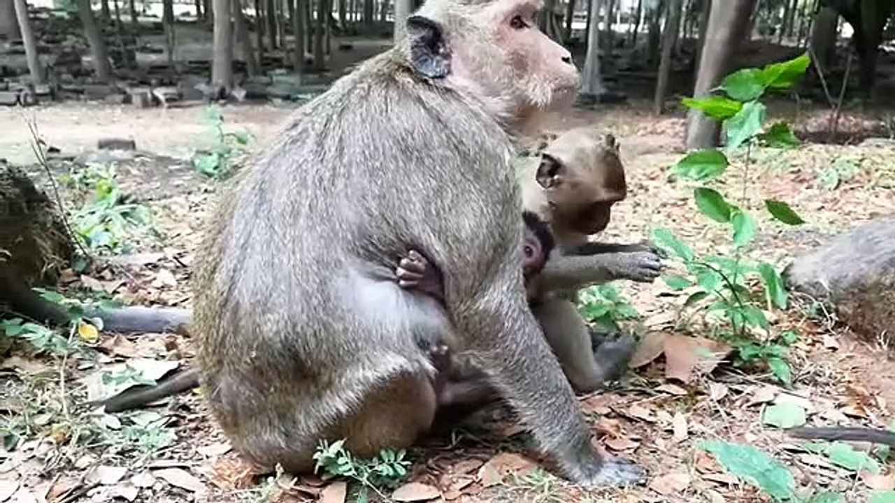 Monkey -Baby