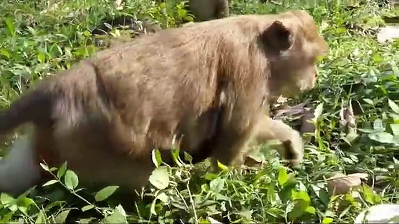 monkey Jessie was hungry for Milk but Shasa still refused to breastfeed even though Jes cried deeply