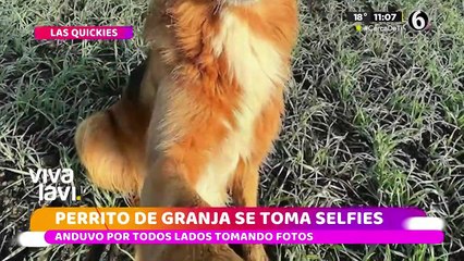 Perrito aprendió a tomarse selfies y estas son sus mejores fotos